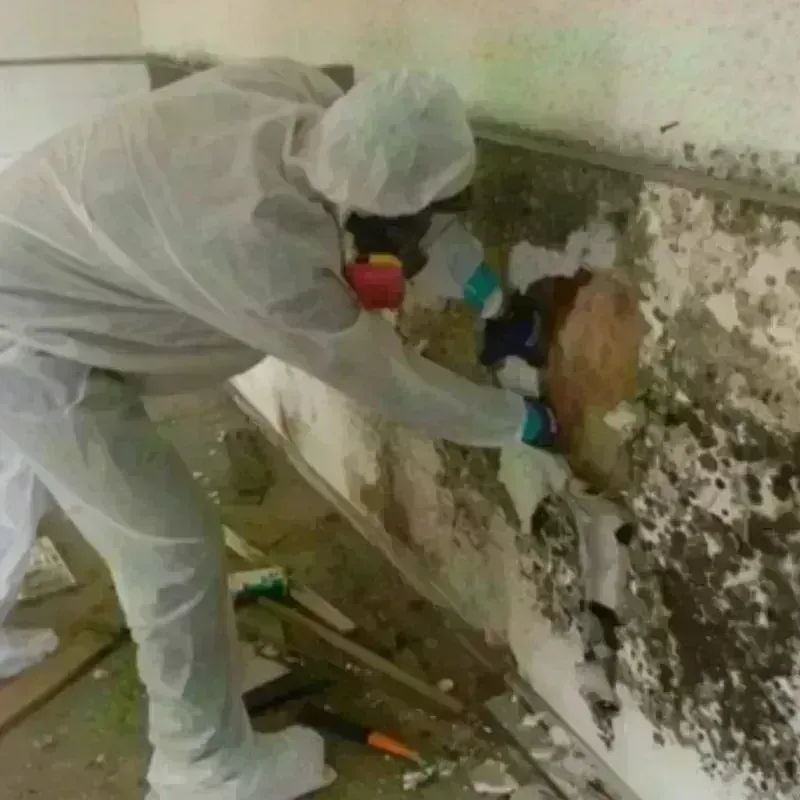 Mold Remediation and Removal in Medina County, TX